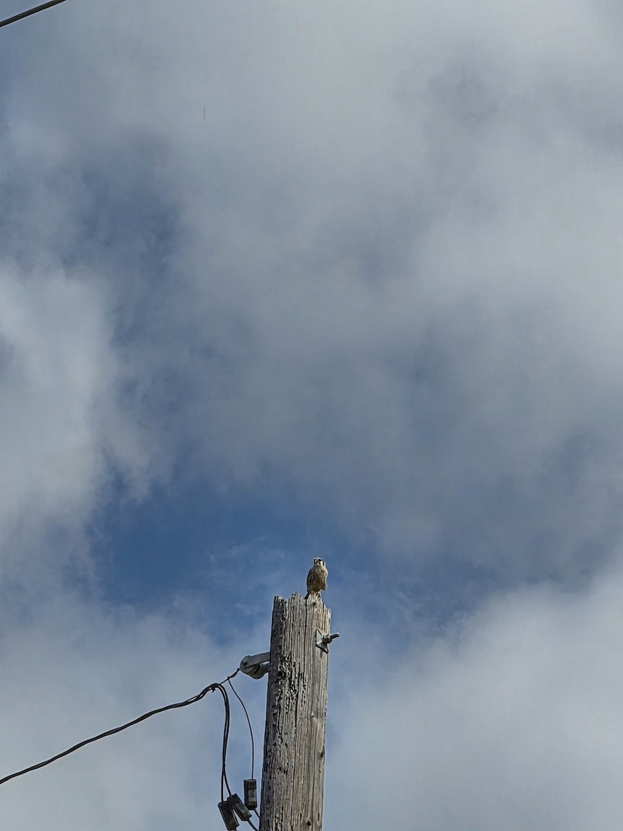 American Kestrel - ML650578730