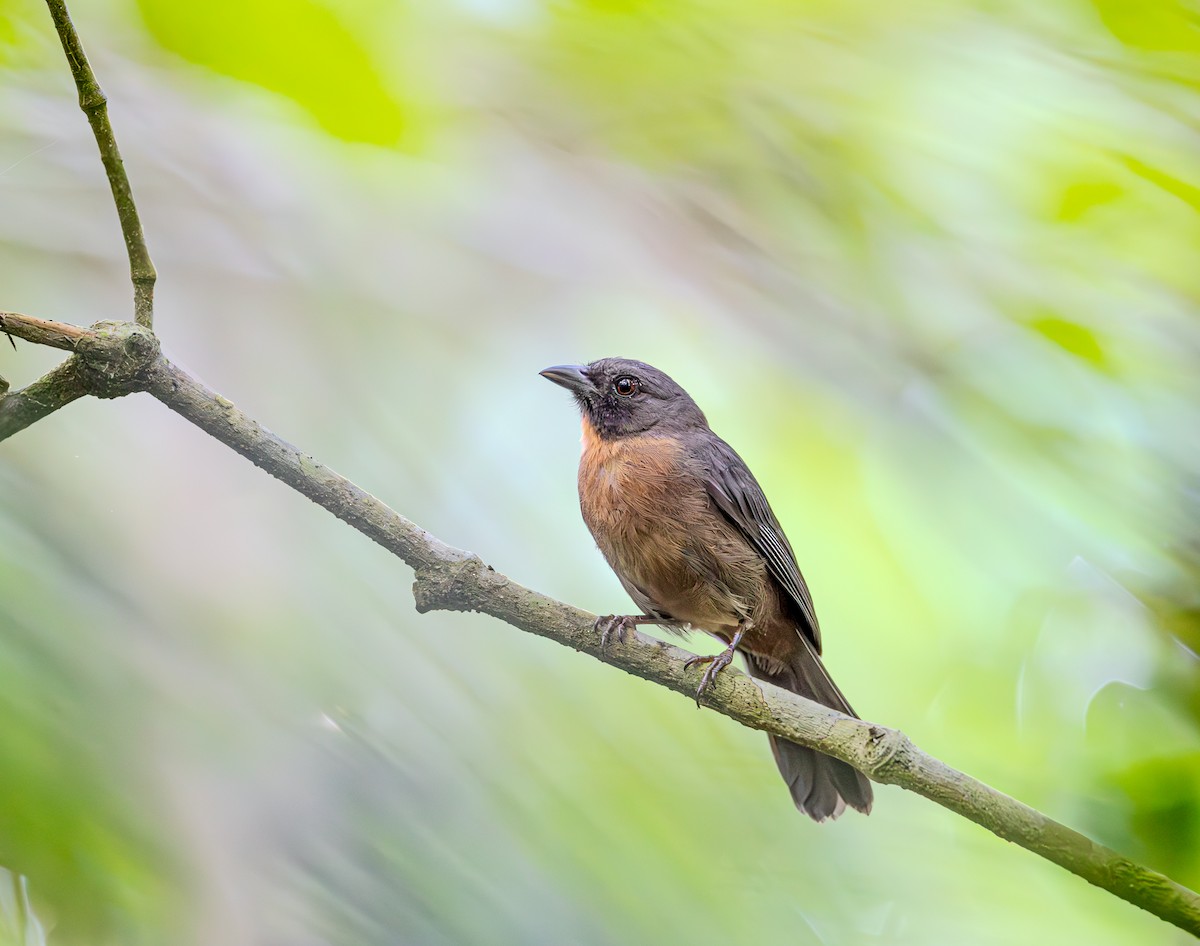 Schwarzwangenkardinal - ML650578734