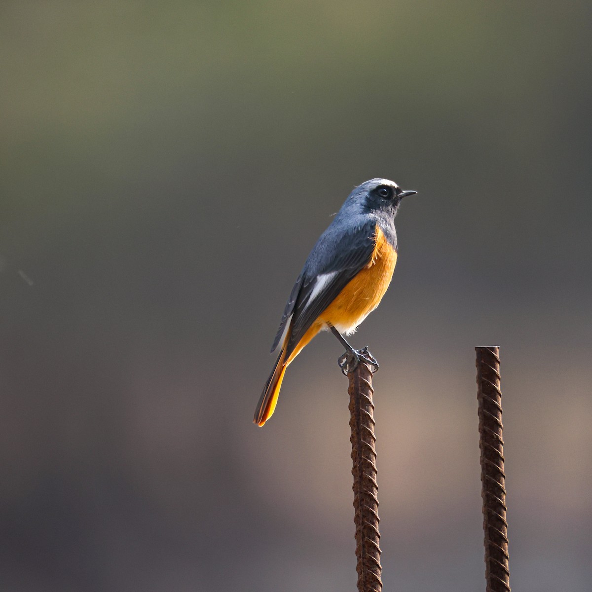 Hodgson buztangorria - ML650578867