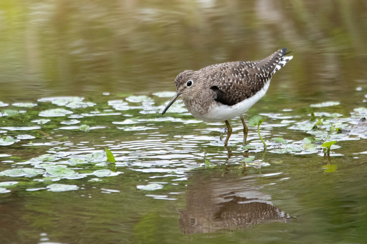 Einsiedelwasserläufer - ML650579015