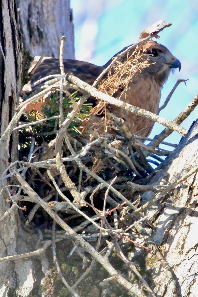 Busardo Pechirrojo - ML650579153