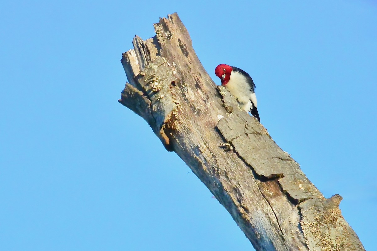 Carpintero Cabecirrojo - ML650579166