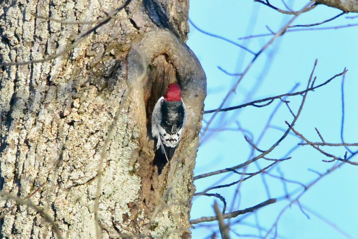 Carpintero Cabecirrojo - ML650579167