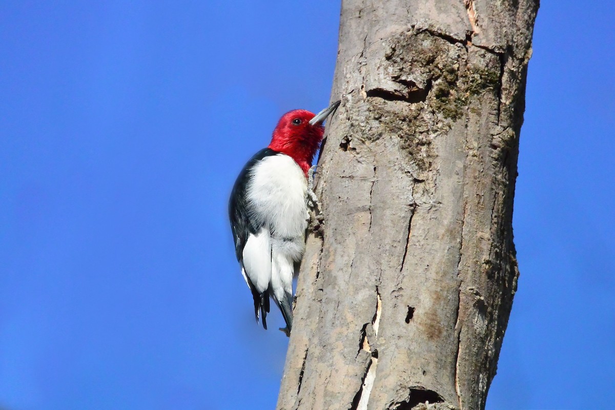 Carpintero Cabecirrojo - ML650579168