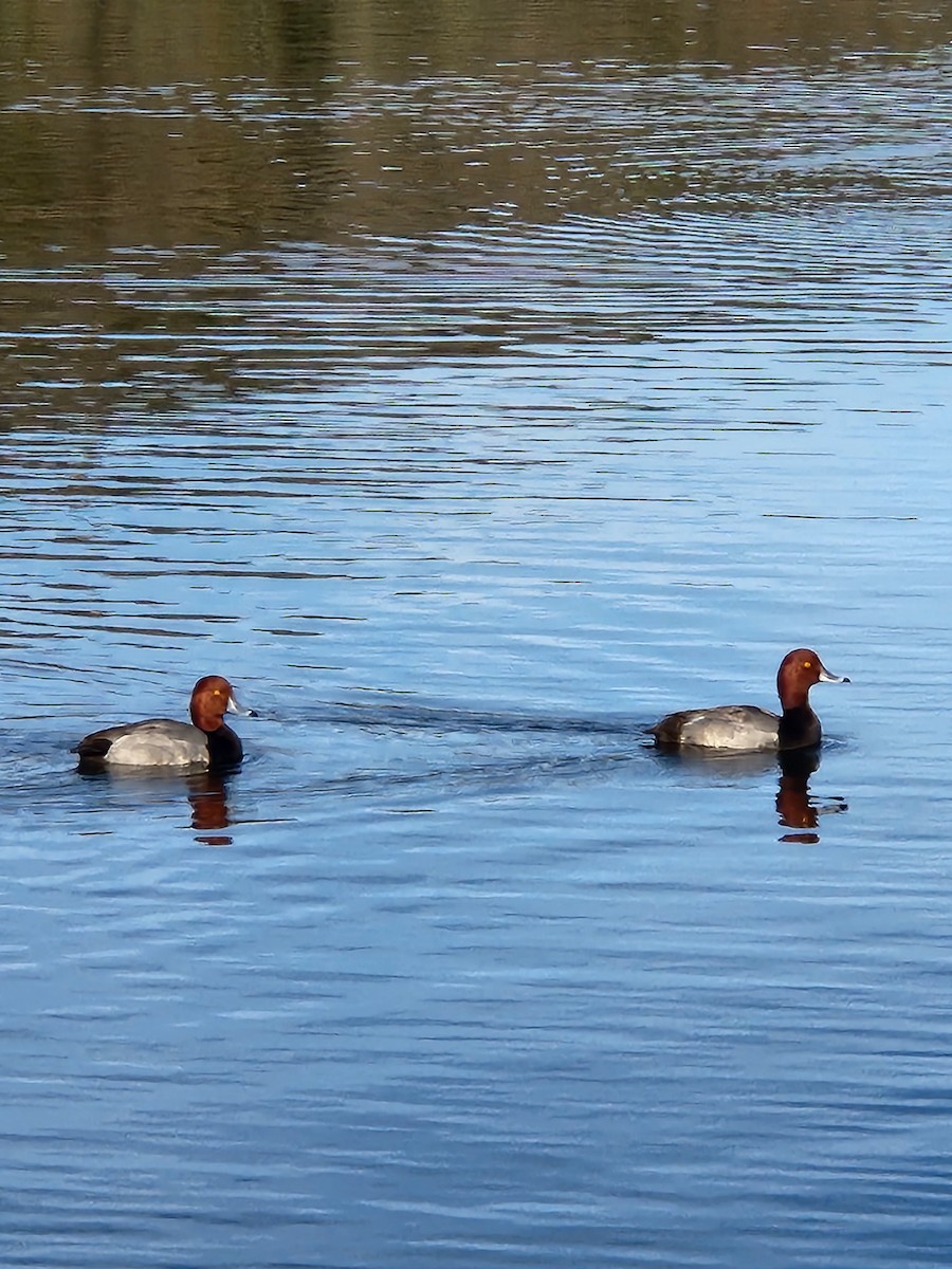 Redhead - ML650579171