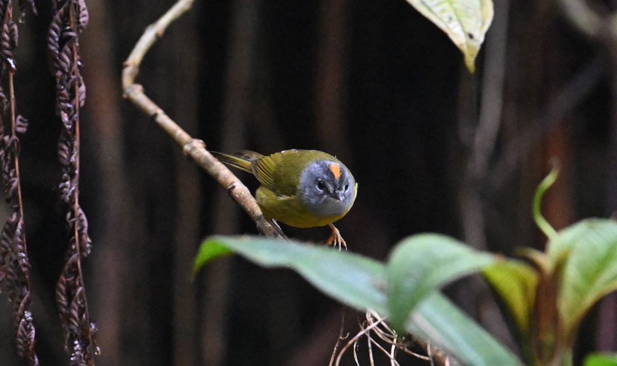 White-lored Warbler - ML650579172