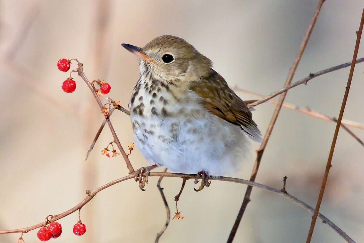 Zorzalito Colirrufo - ML650579180