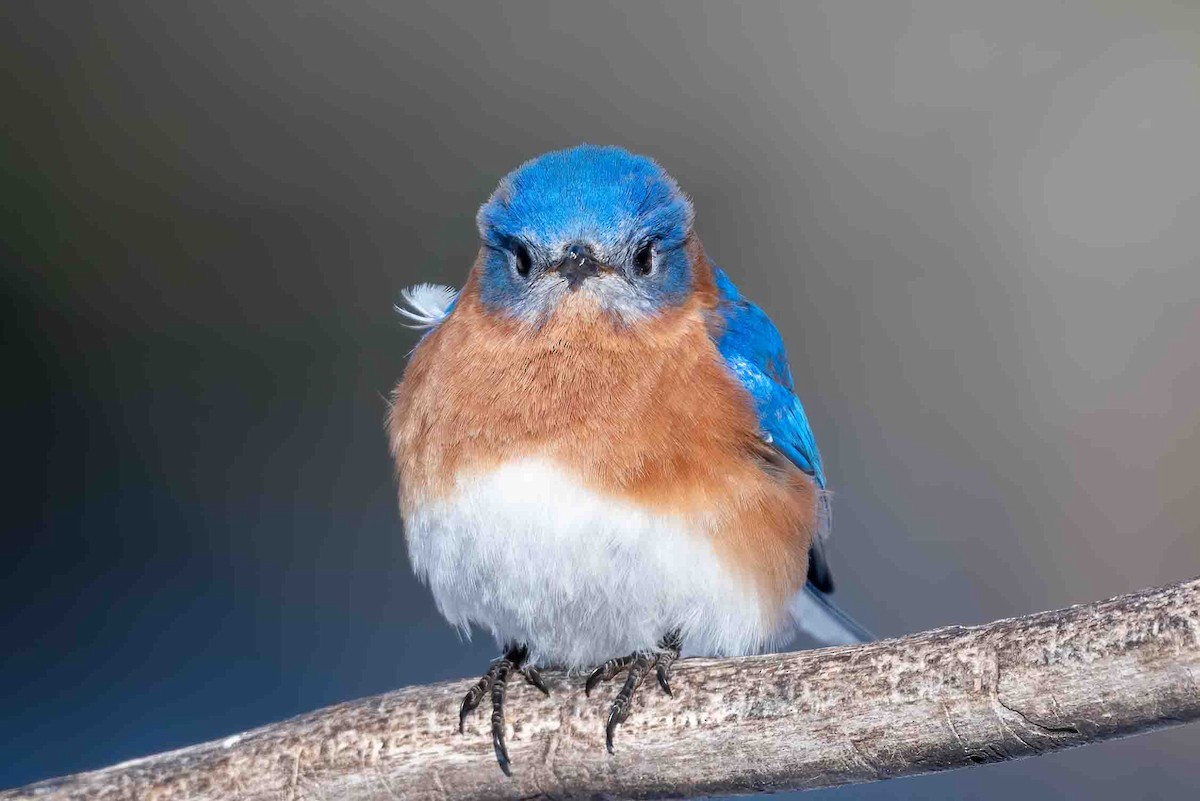 salašník modrý - ML650579185