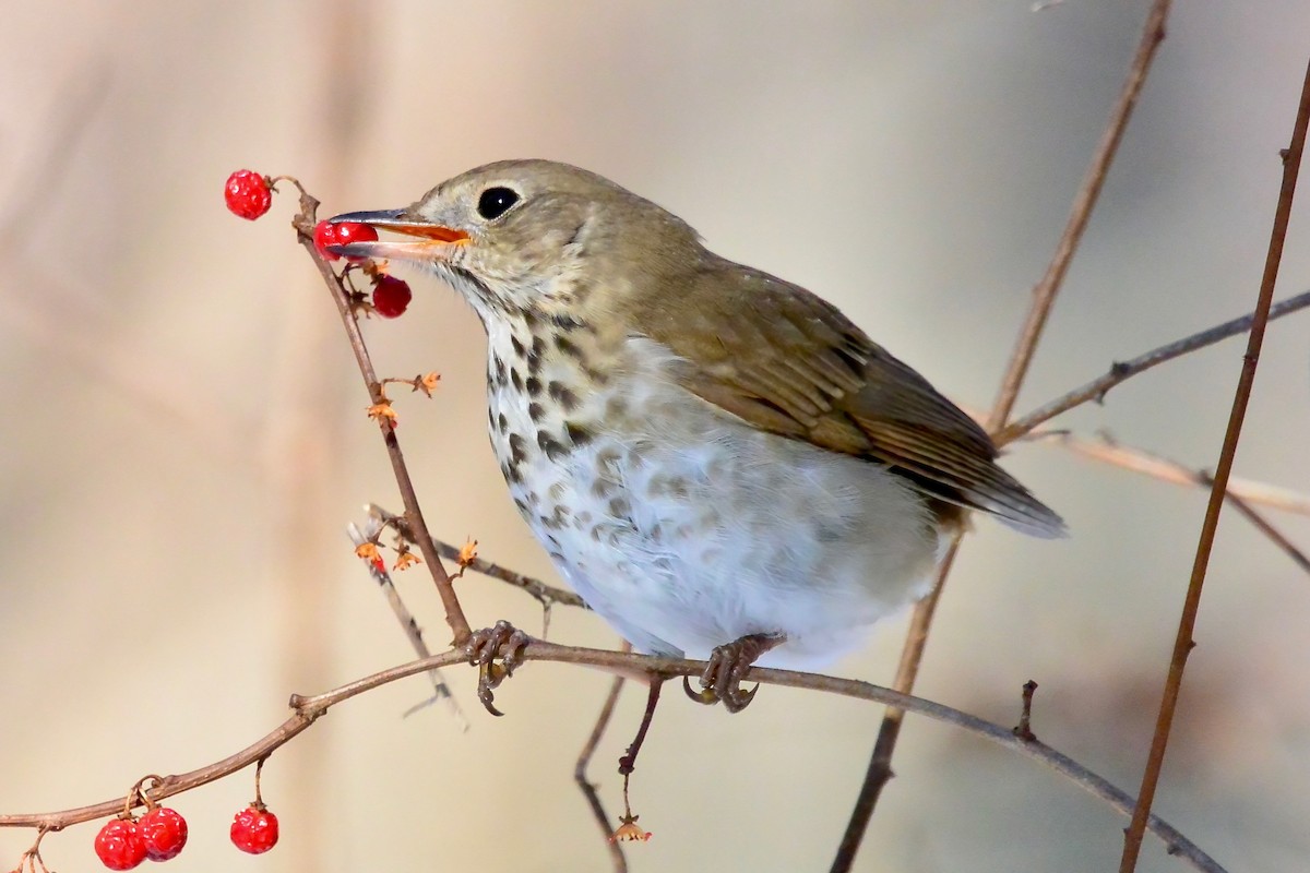 Zorzalito Colirrufo - ML650579187