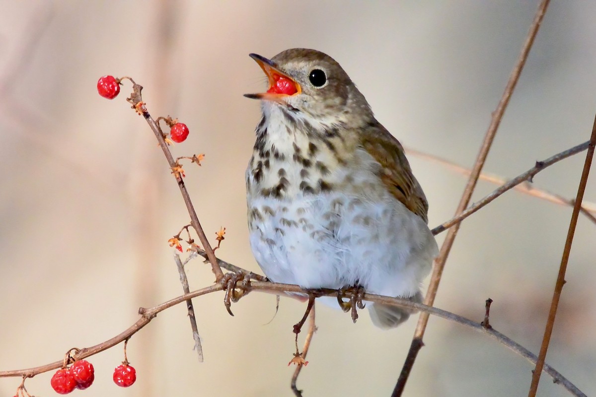 Zorzalito Colirrufo - ML650579202