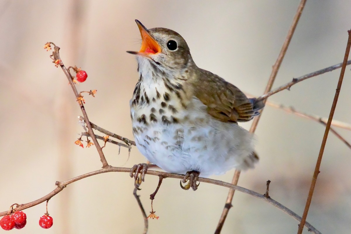 Zorzalito Colirrufo - ML650579207