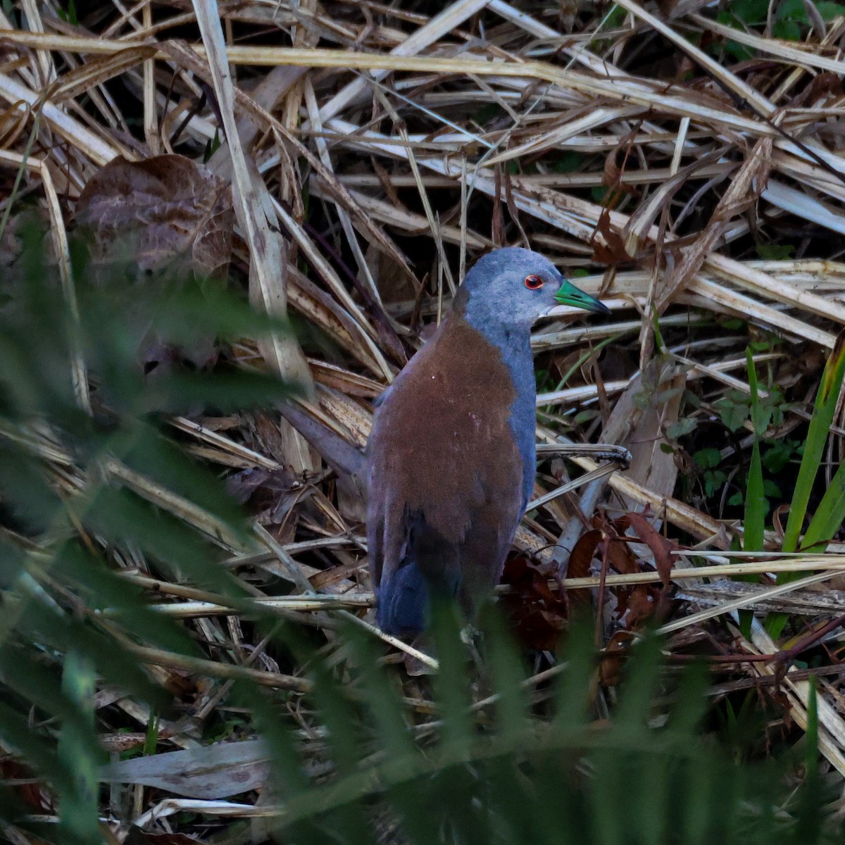 Black-tailed Crake - ML650579305