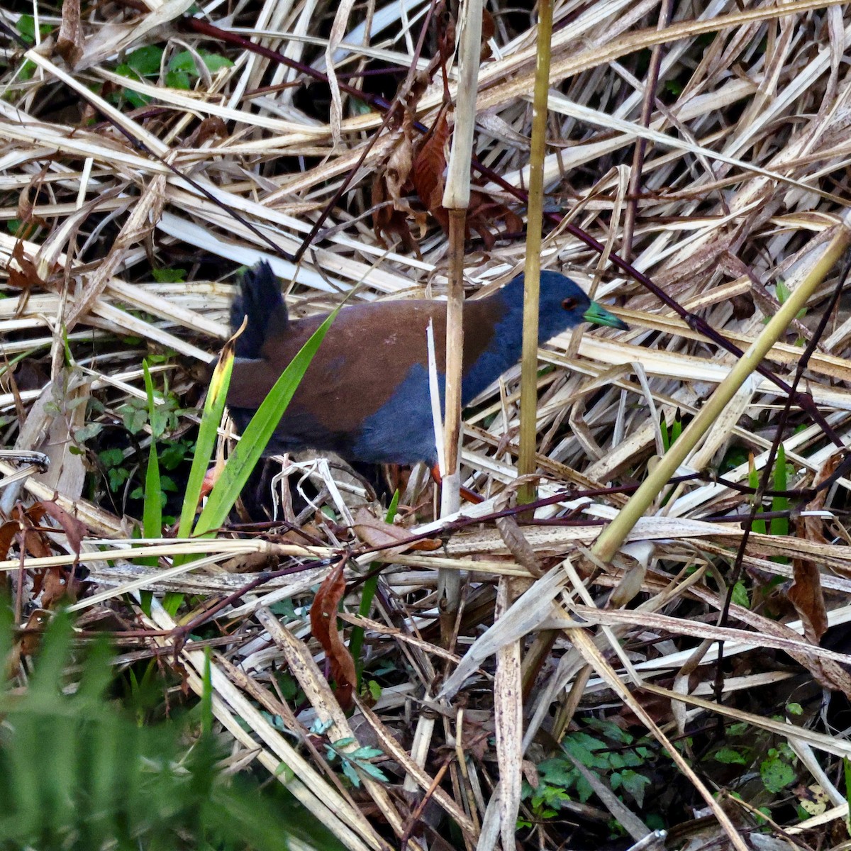 Black-tailed Crake - ML650579307