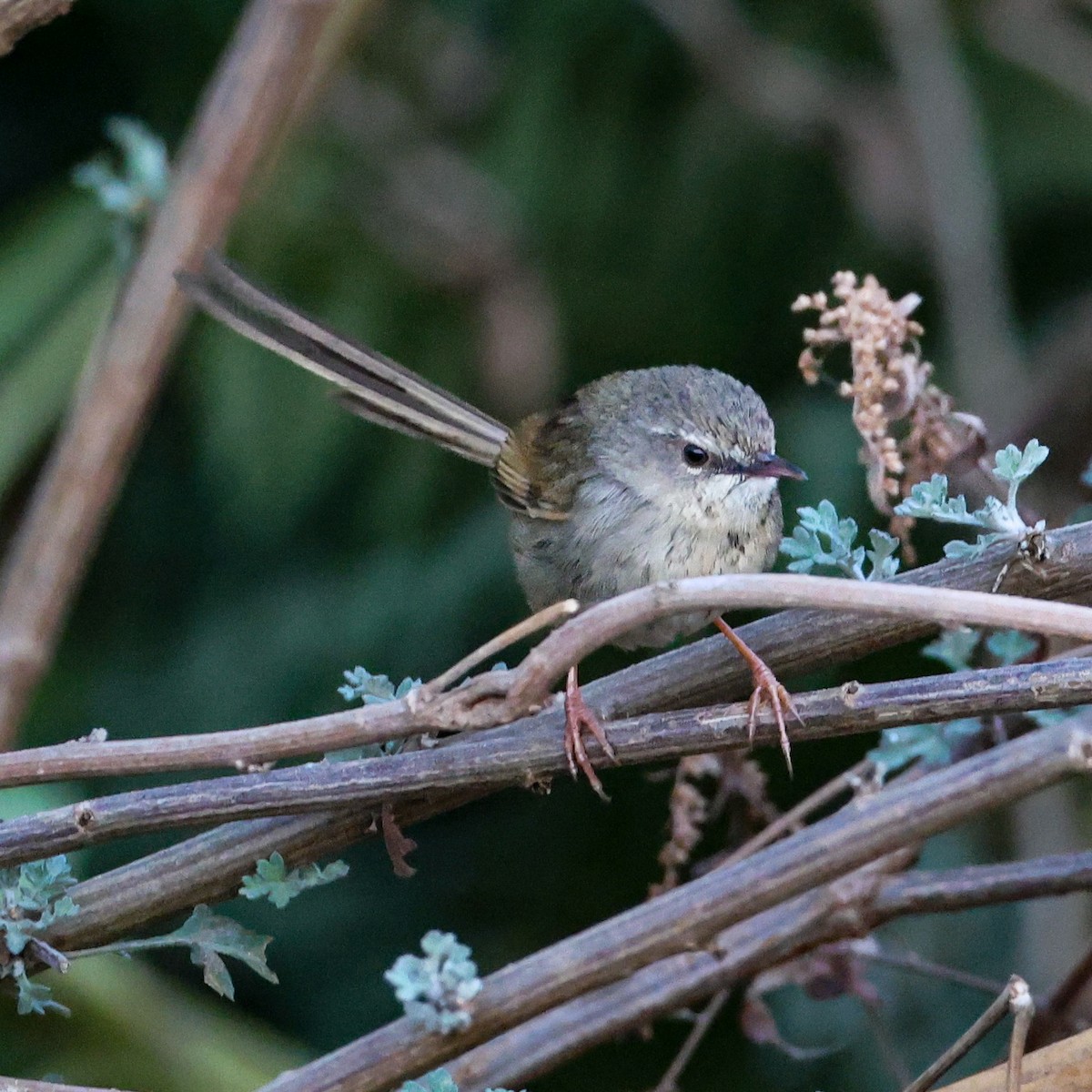 Black-throated Prinia - ML650579364