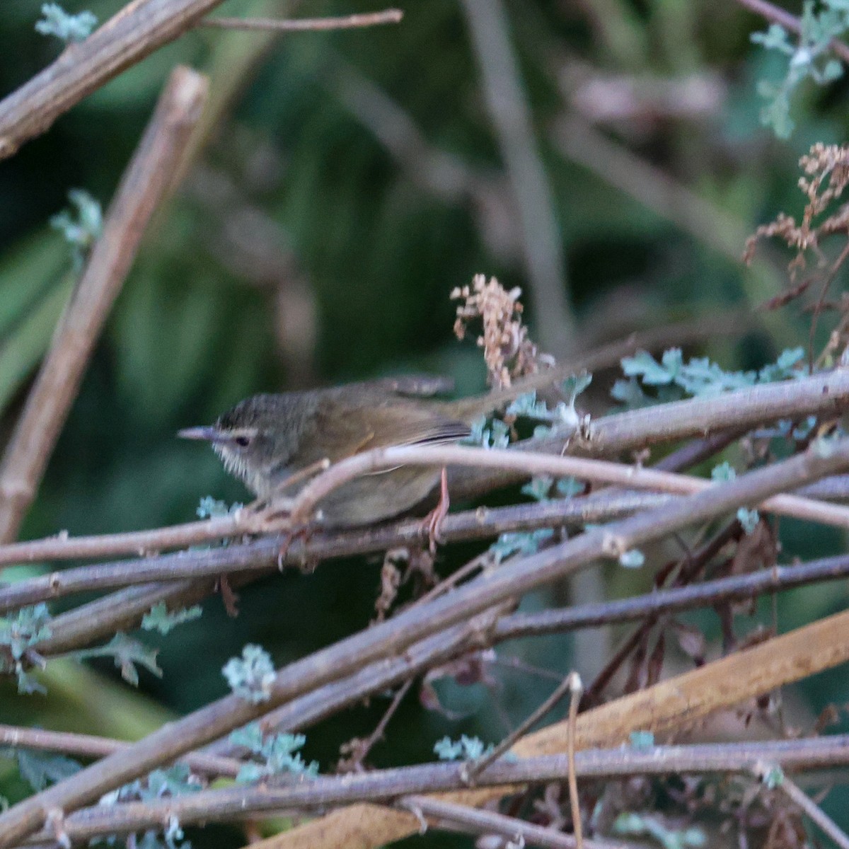 Black-throated Prinia - ML650579365