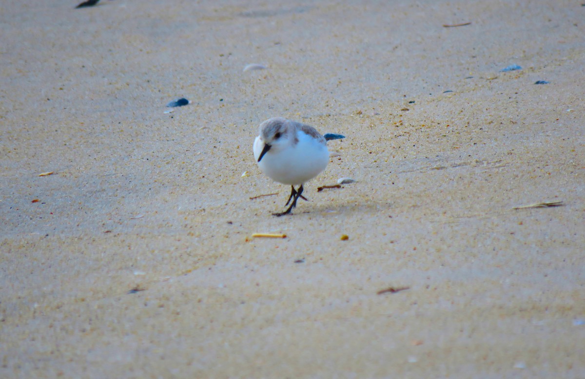 Sanderling - ML650579381