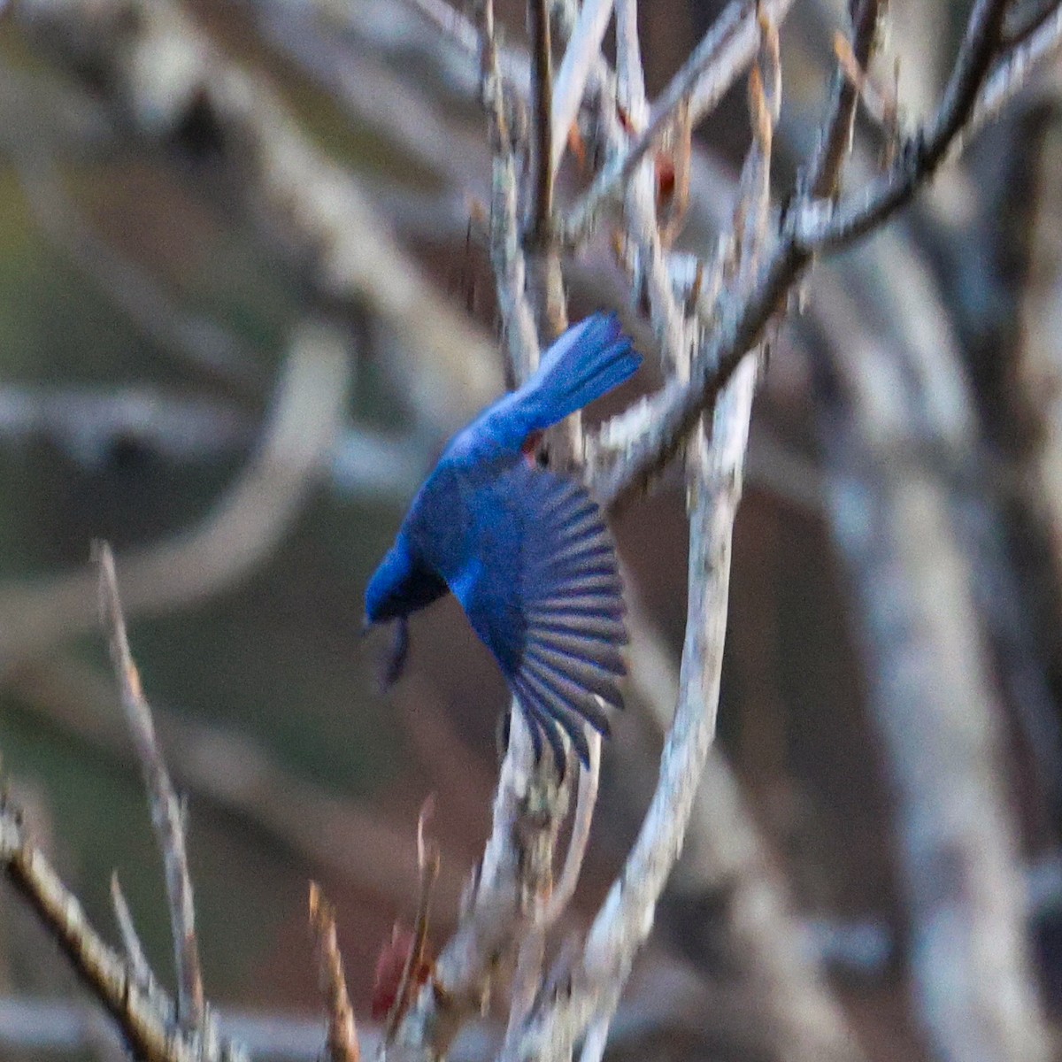 Chestnut-bellied Rock-Thrush - ML650579399