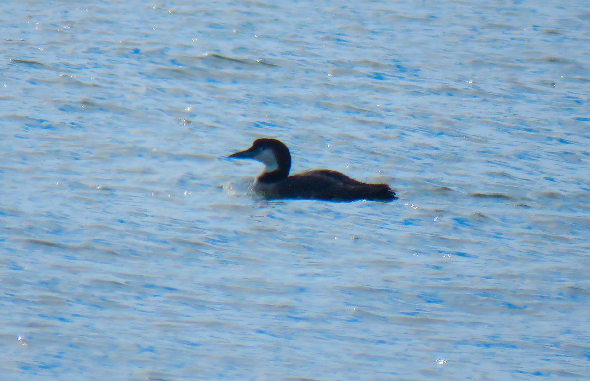 Common Loon - ML650579411