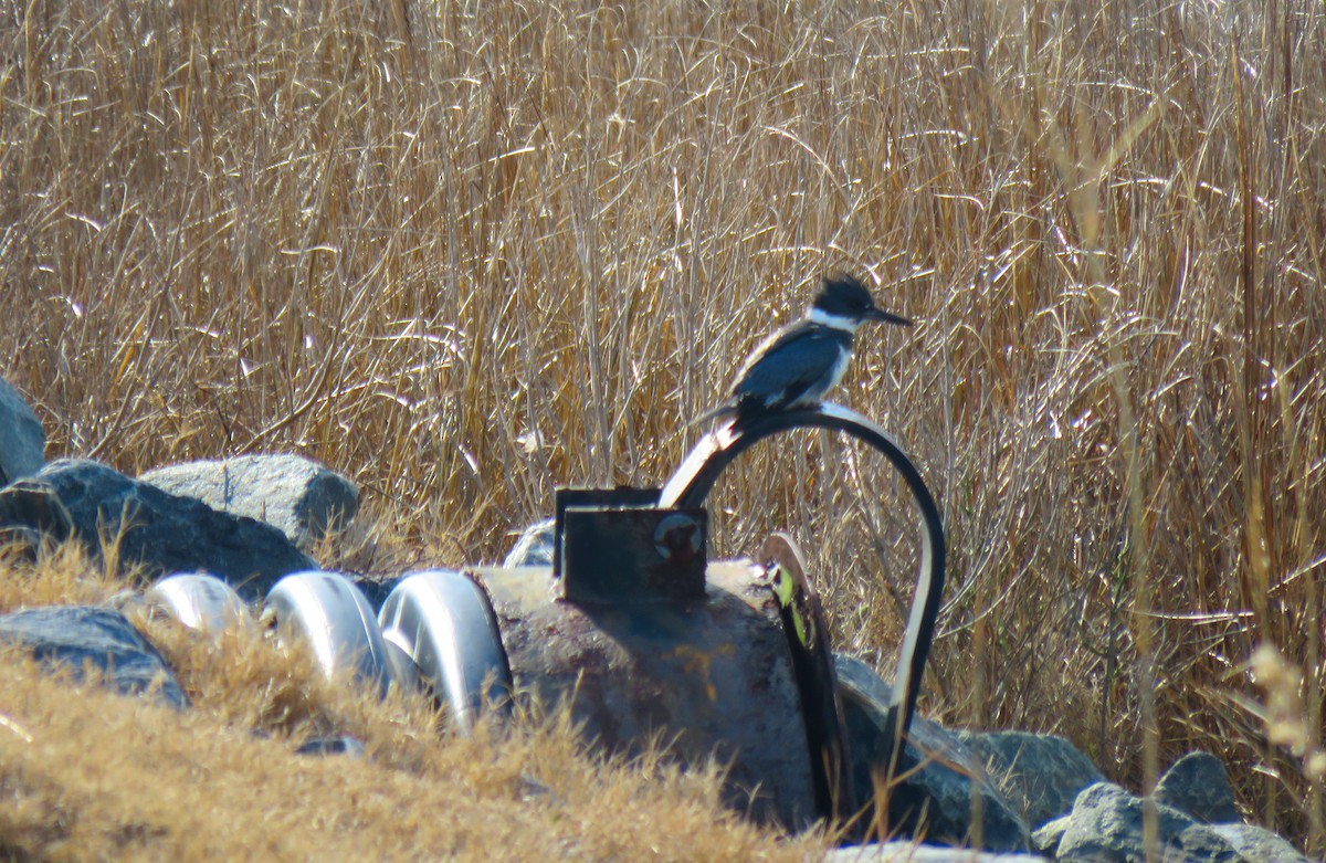 Belted Kingfisher - ML650579431