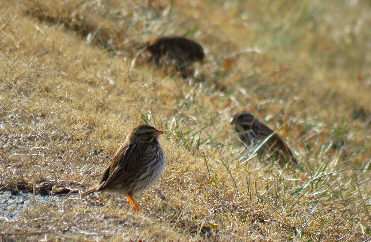 Song Sparrow - ML650579445