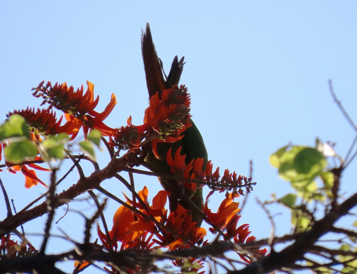 Scarlet-fronted Parakeet - ML650579464