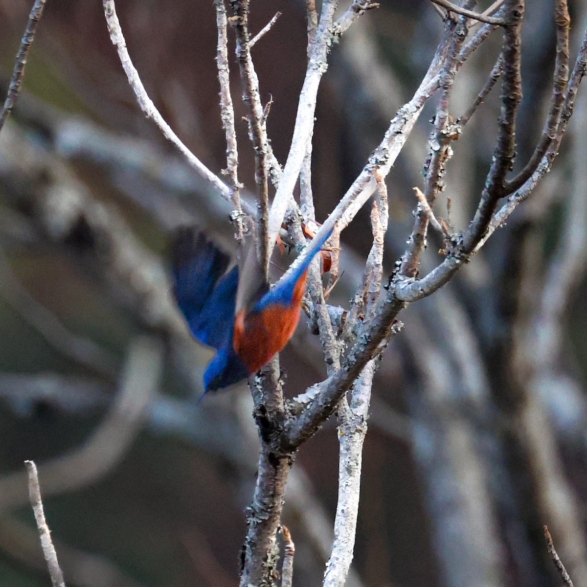 Chestnut-bellied Rock-Thrush - ML650579484