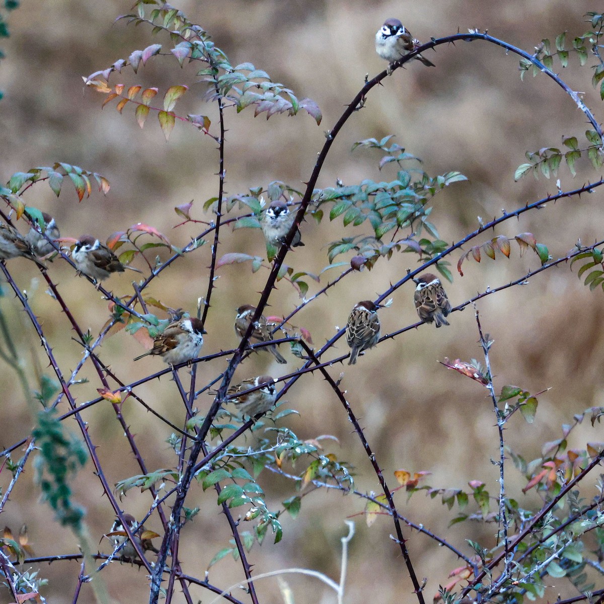 Landa-txolarrea - ML650579509