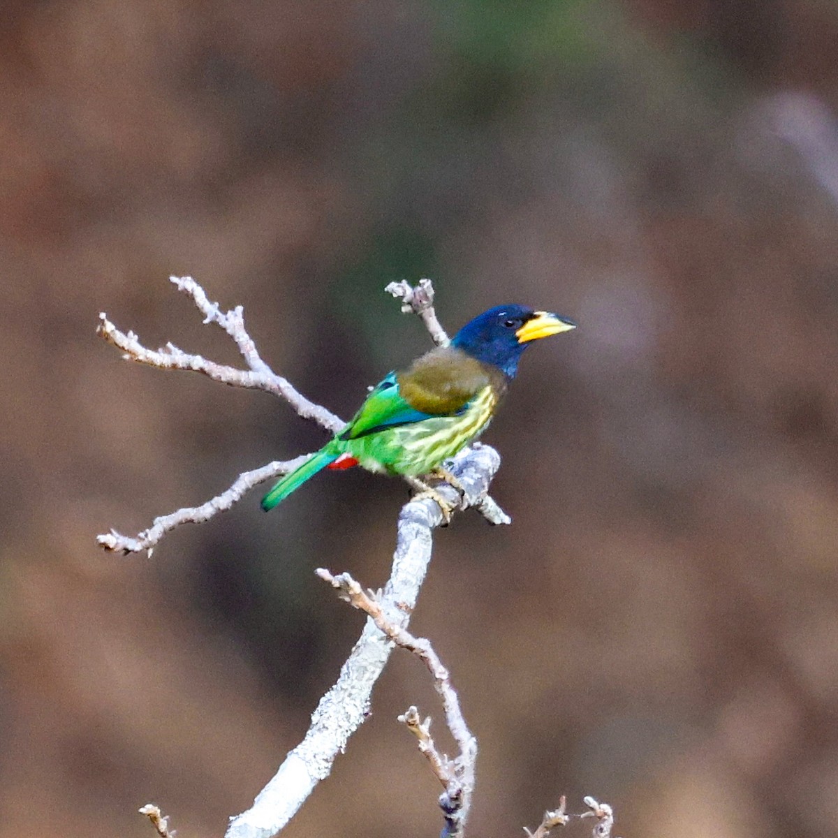 Great Barbet - ML650579660