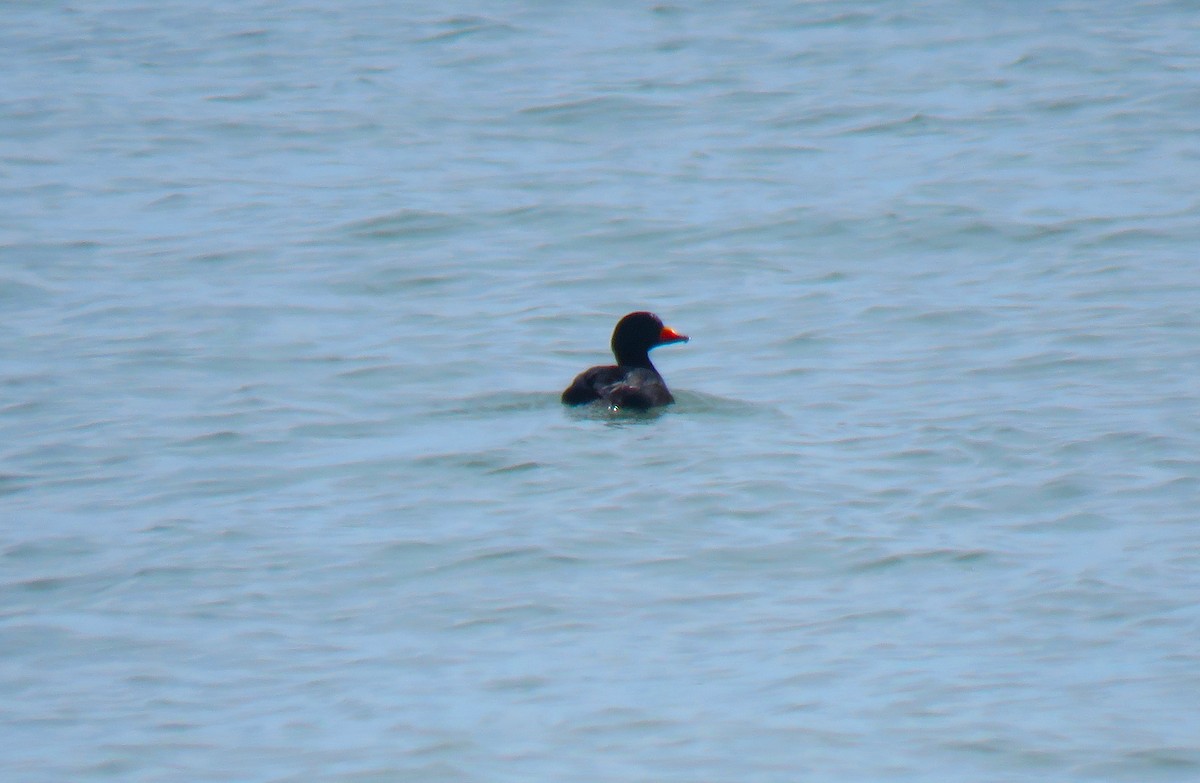 Black Scoter - ML650579663