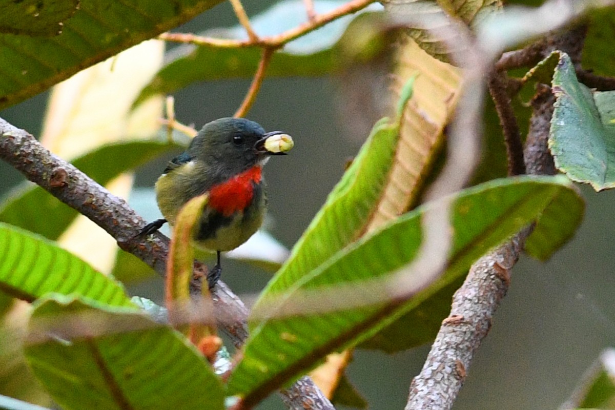 Dicée de Luçon - ML650579664