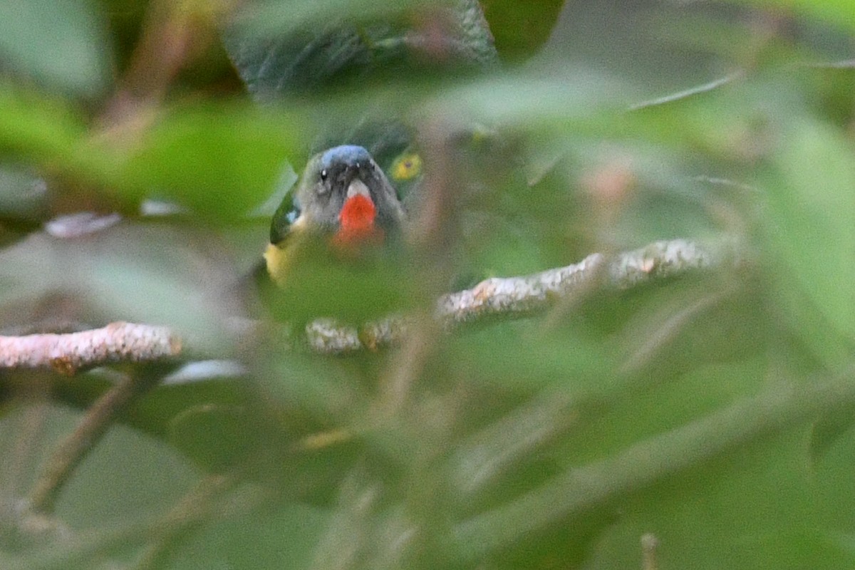 Dicée de Luçon - ML650579665