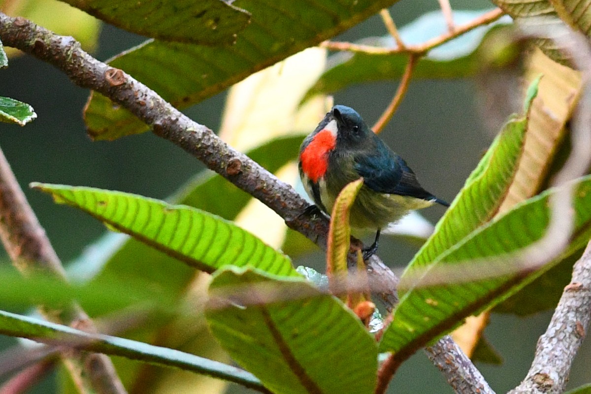 Dicée de Luçon - ML650579666