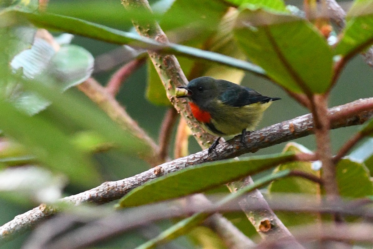 Dicée de Luçon - ML650579667