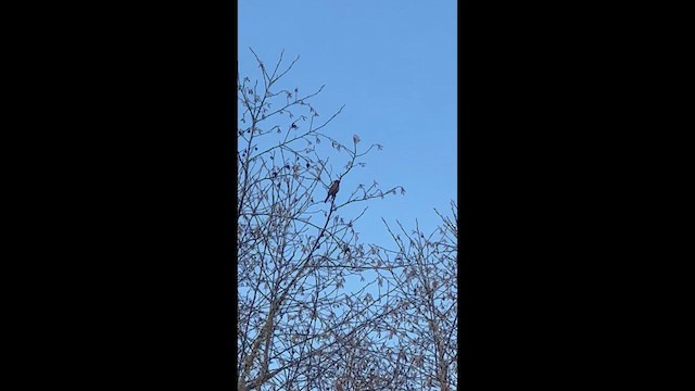 Göçmen Ardıç - ML650579668