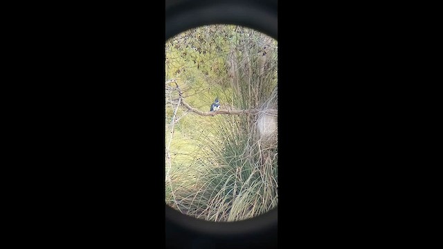 שלדג אמריקני - ML650579672