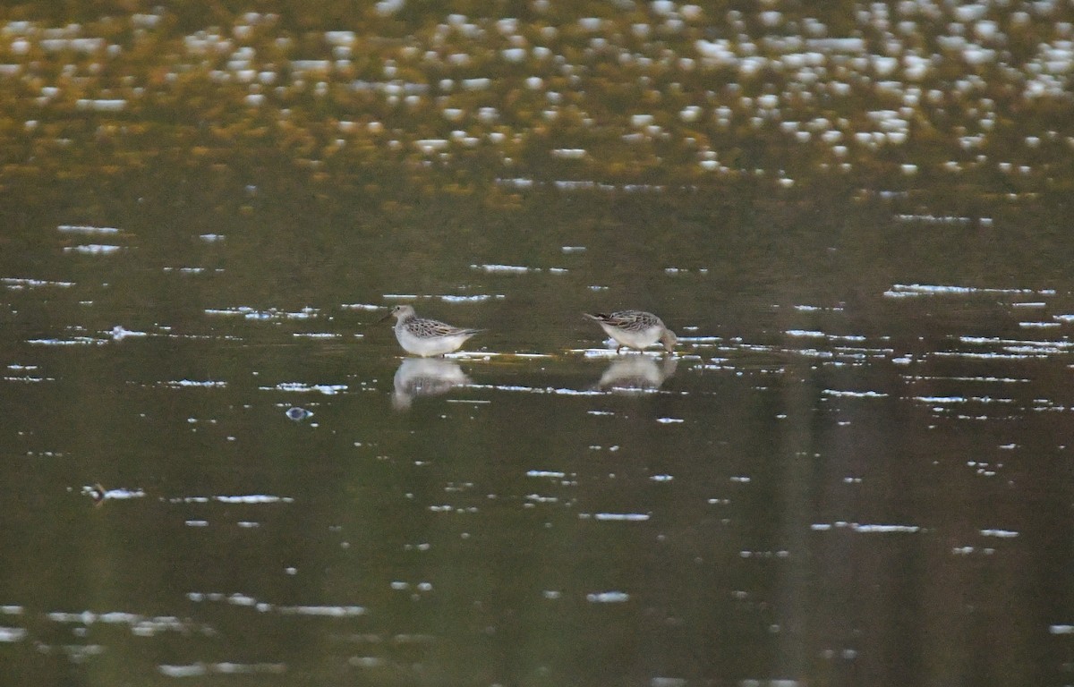 Txirri pektorala - ML650579682