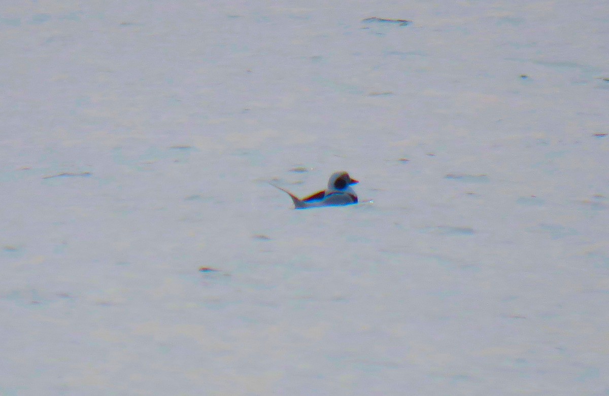 Long-tailed Duck - ML650579684