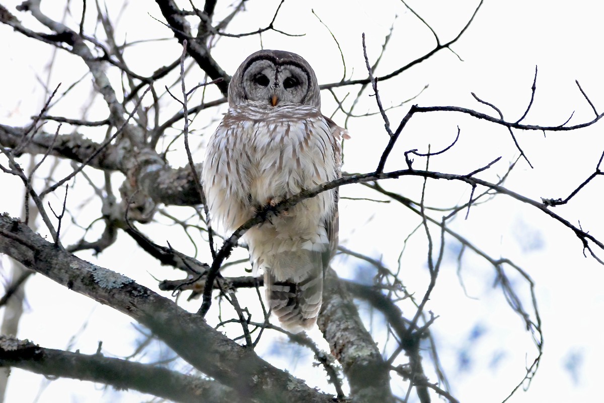 Cárabo Norteamericano - ML650579732