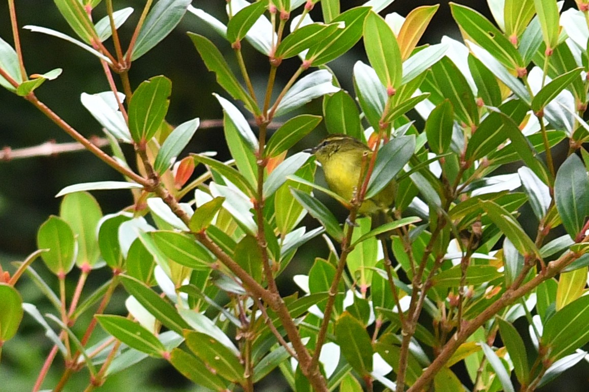 Negros Leaf Warbler - ML650579936