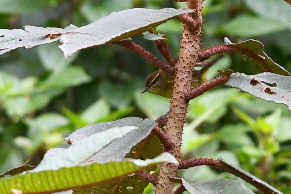 Negros Leaf Warbler - ML650579962