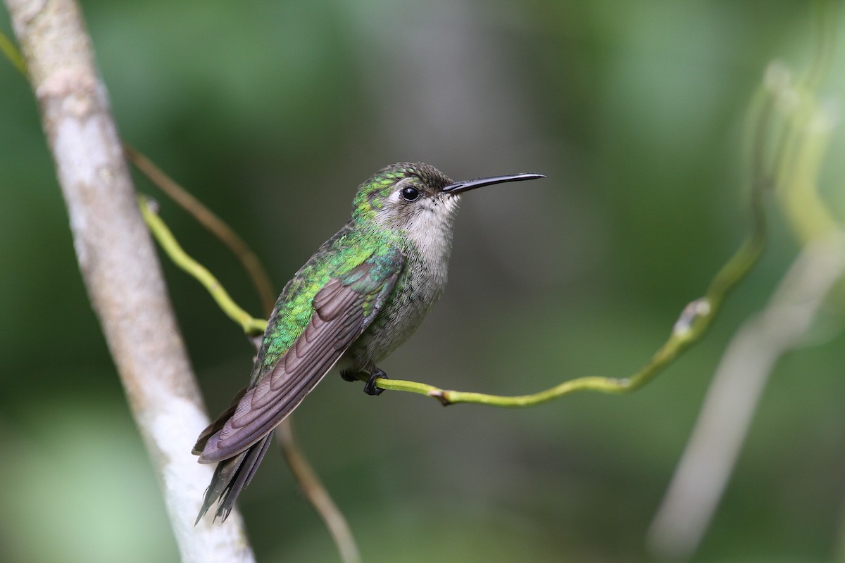 Cuban Emerald - ML65058021