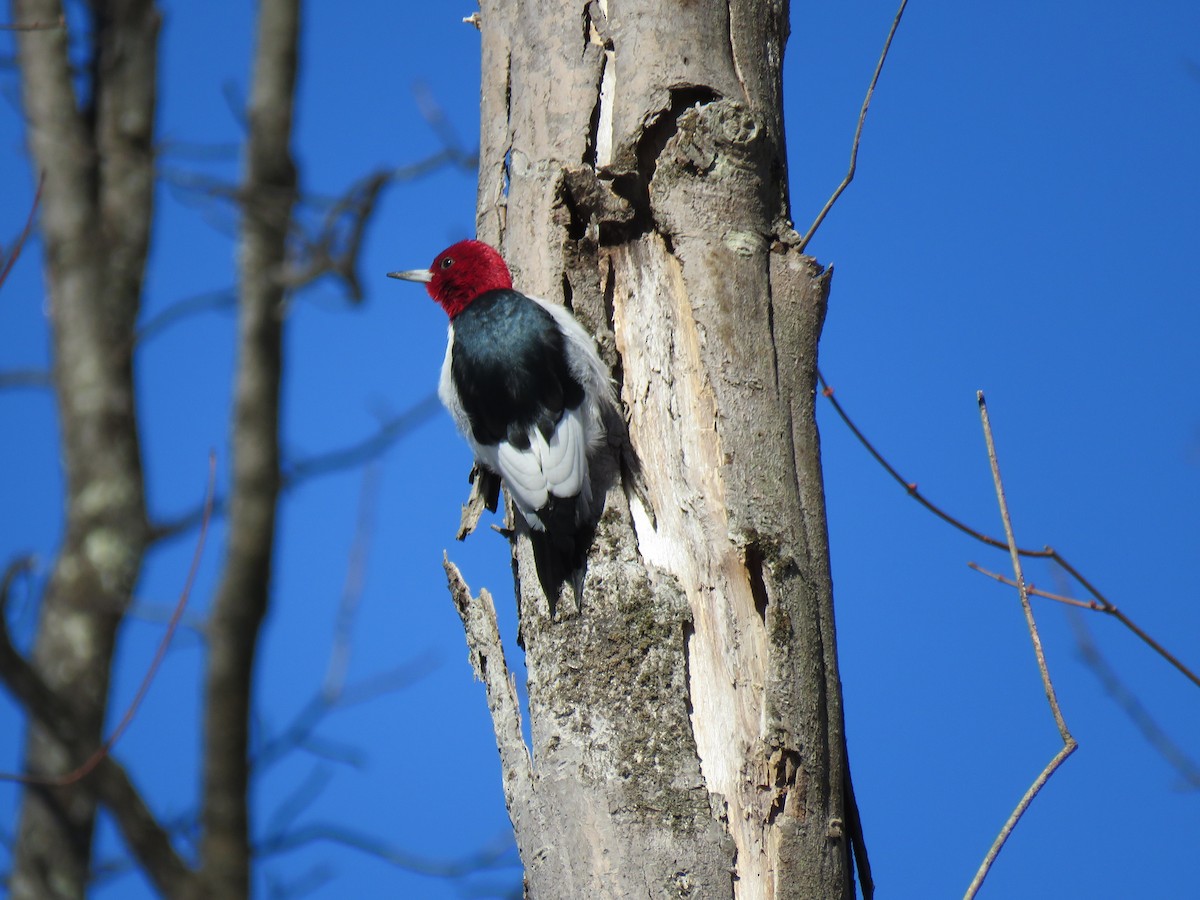 Carpintero Cabecirrojo - ML650580370