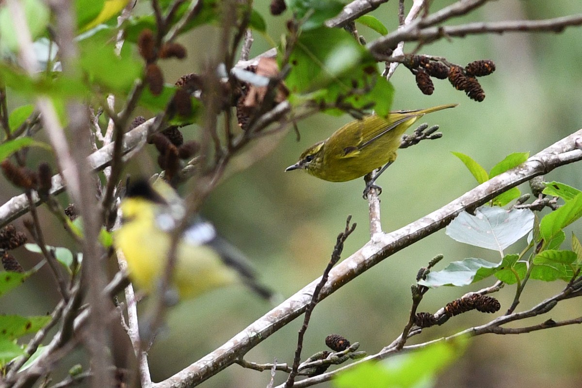 Negros Leaf Warbler - ML650580434