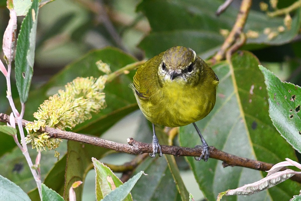 Negros Leaf Warbler - ML650580477