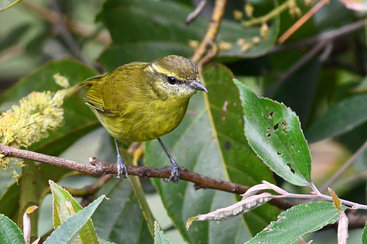 Negros Leaf Warbler - ML650580478