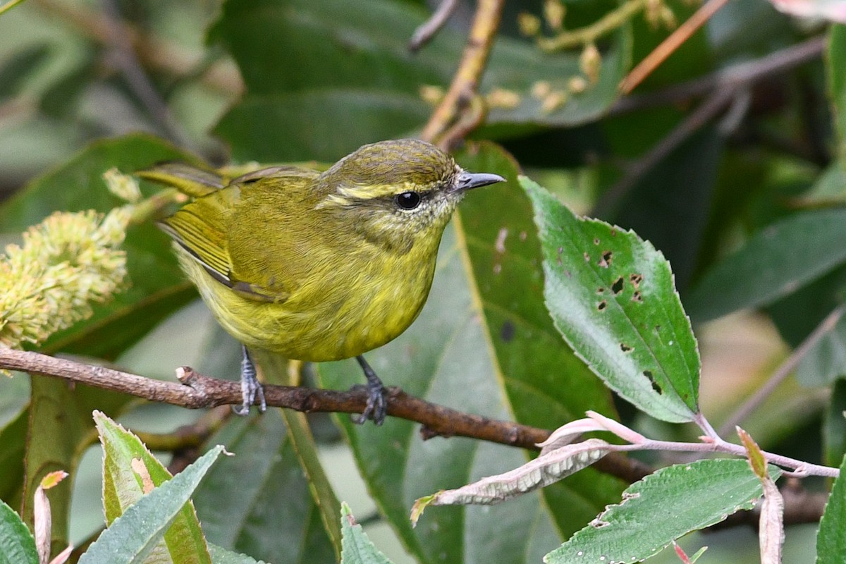 Negros Leaf Warbler - ML650580479