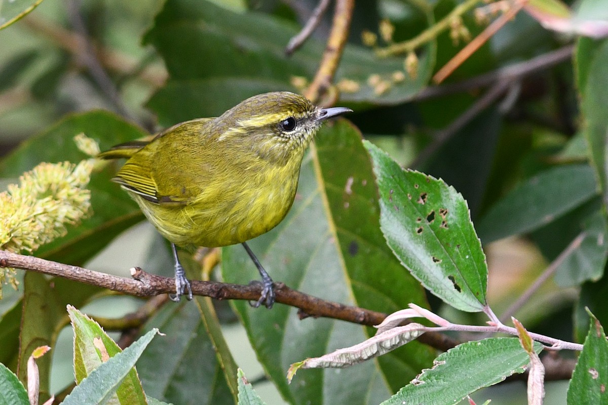 Negros Leaf Warbler - ML650580480