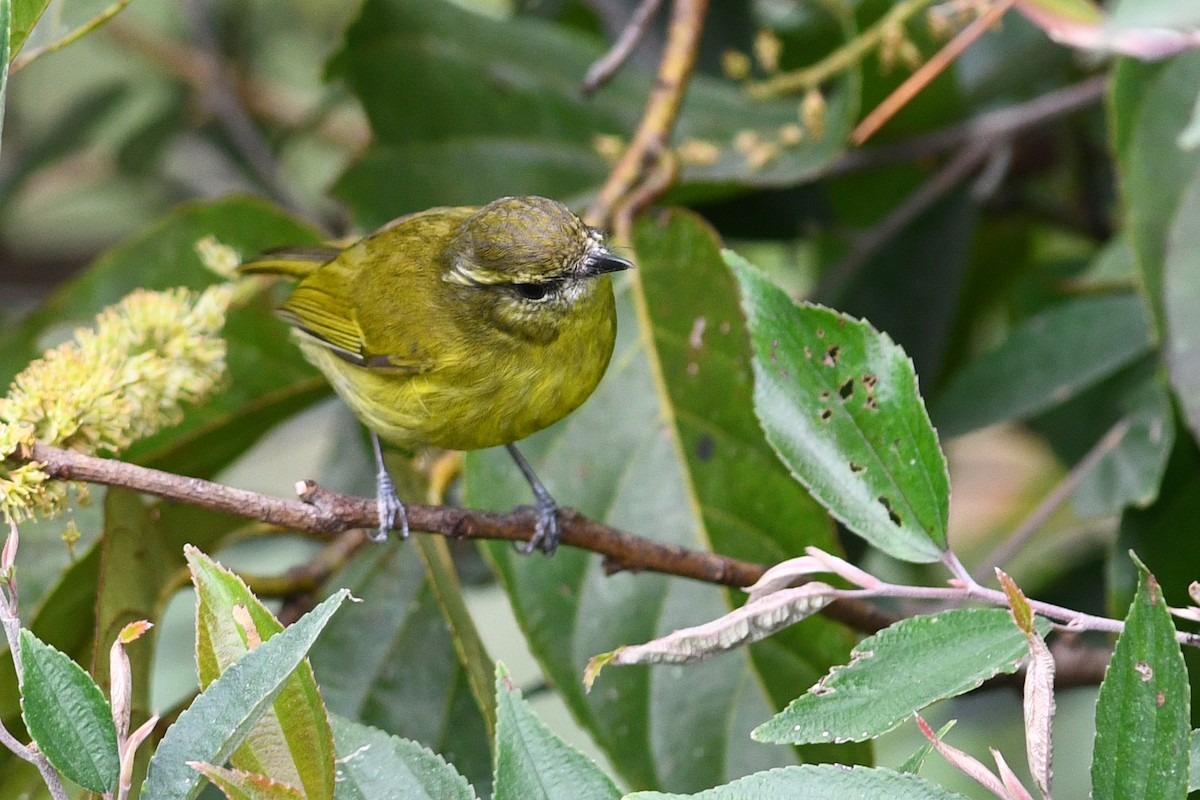 Negros Leaf Warbler - ML650580481