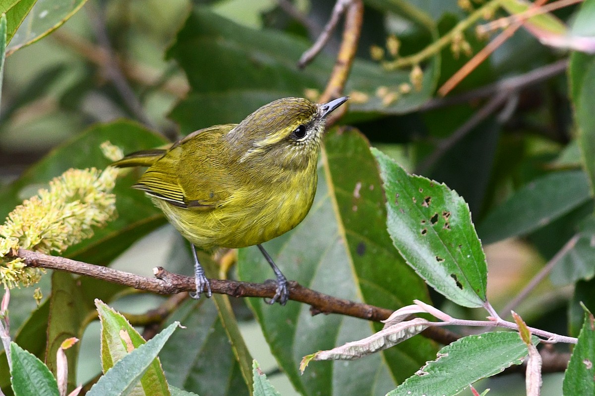 Negros Leaf Warbler - ML650580482