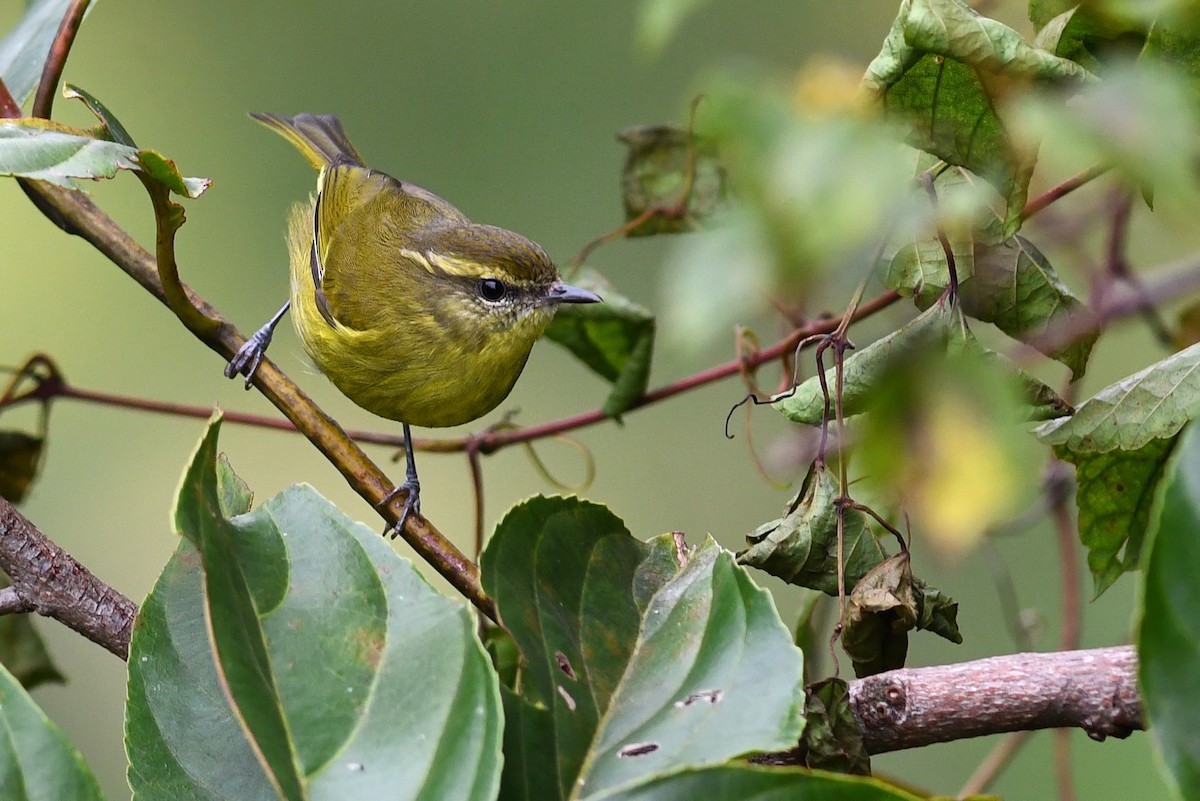 Negros Leaf Warbler - ML650580484